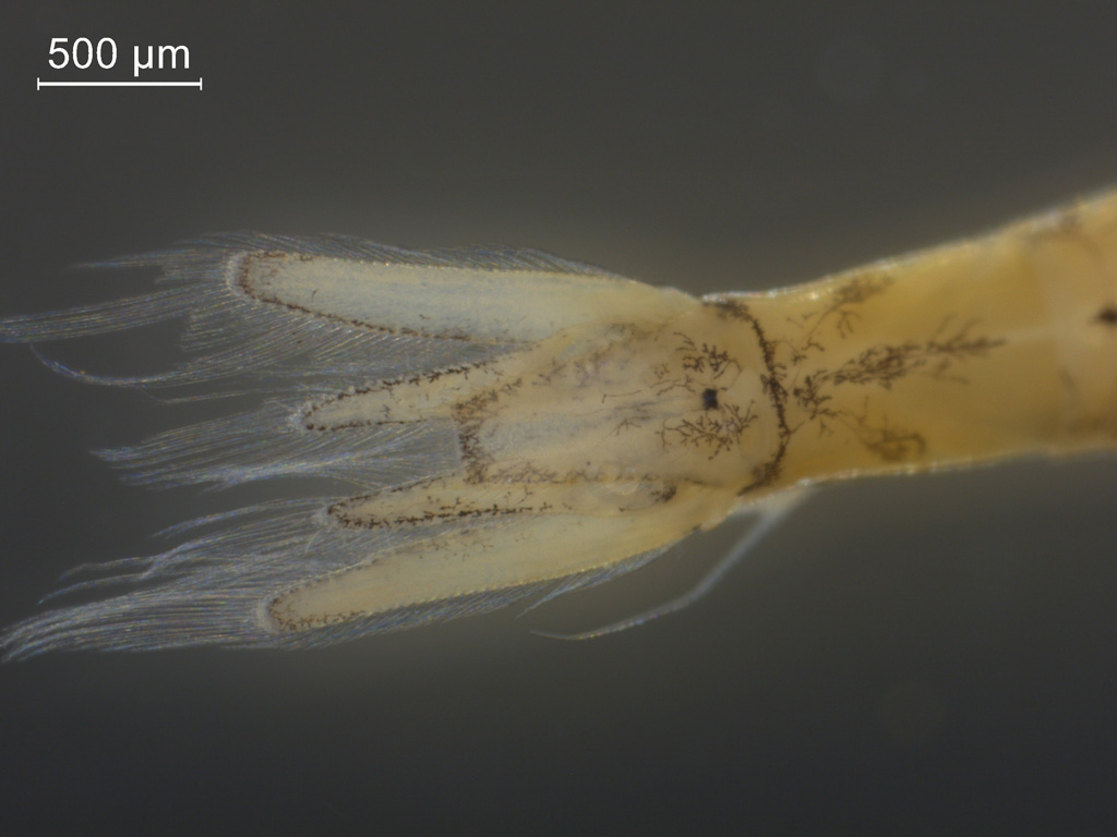 Paramysis intermedia